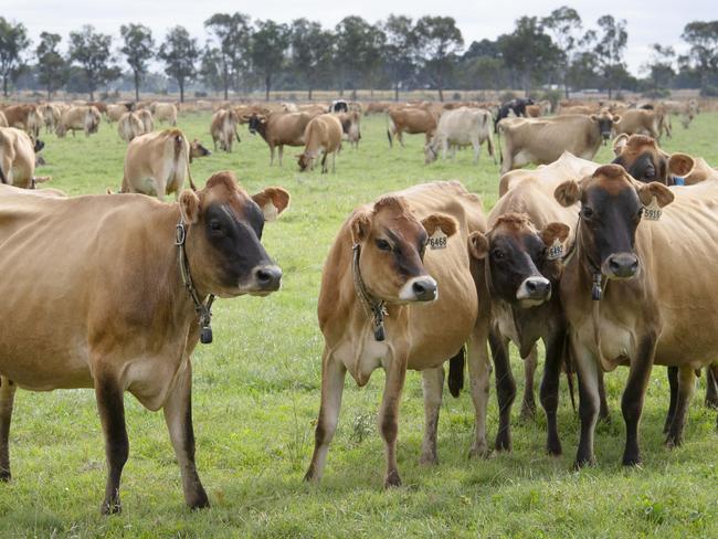 DAIRY: Dairy farmers Bill and Andrew CochraneDairy farmers Bill and son Andrew Cochrane. Jersey coes.PICTURED: Generic farm. Jersey cow. Dairy cow. Stock Photo.Picture: Zoe Phillips