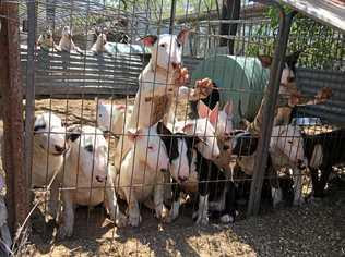 'Obsessed' breeder kept 110 dogs in 'putrid' conditions