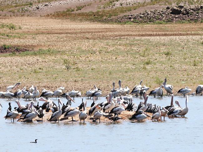 Pelicans waiting to feed on the dead and dying fish at Lake Keepit. Picture: Peter Lorimer.