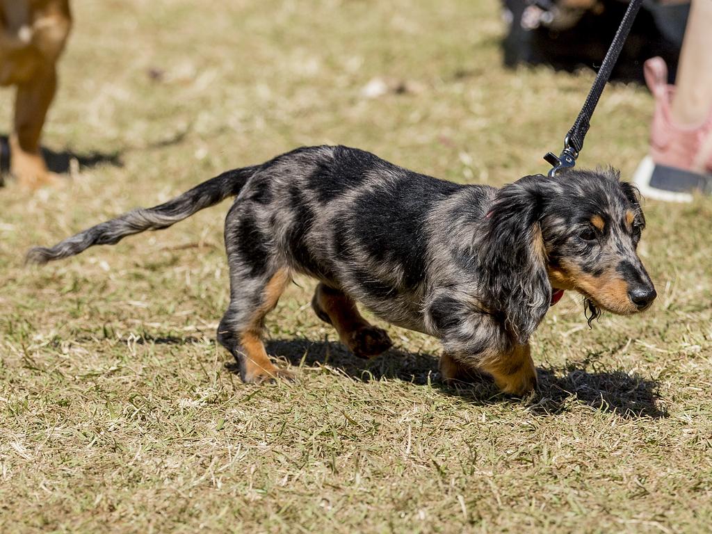 Paws at the Park held at Mudgeeraba showground on Sunday. Picture: Jerad Williams