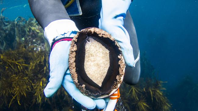 Mallacoota locals have secured the reefs again, where abalone can be harvested.