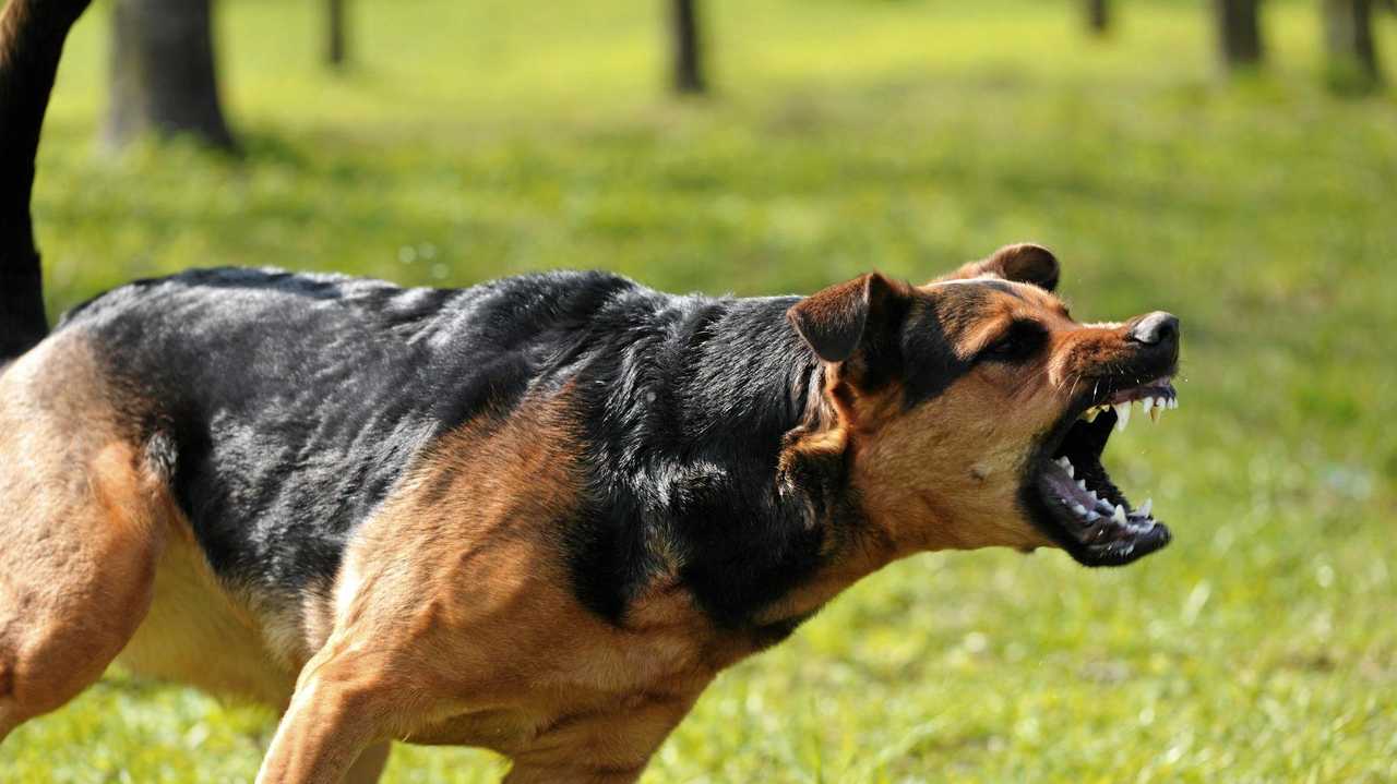 An aggressive dog. Picture: FILE