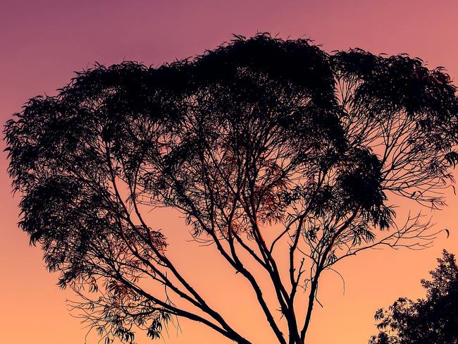 An eucalyptus at sunset.