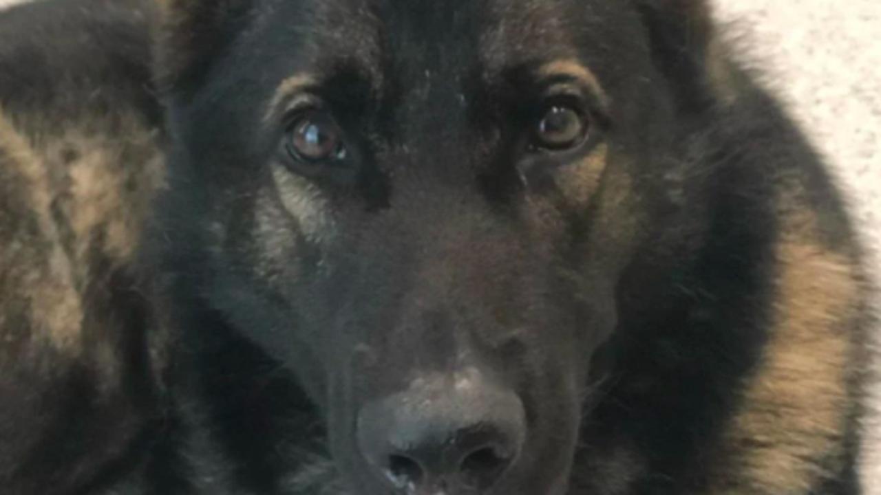 Quizz the beloved Queensland Police dog has gone missing while chasing a criminal. Picture: Supplied
