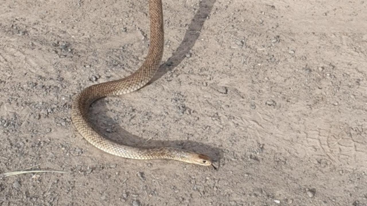 A slithering eastern brown snake was just too quick for Lockyer Valley snake catcher Chris Jennings.