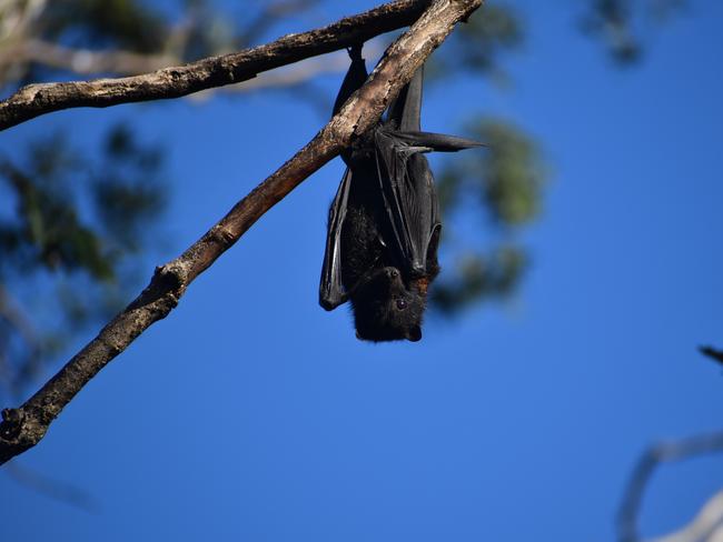 BAT INVASION: Why more flying foxes have come to Coast