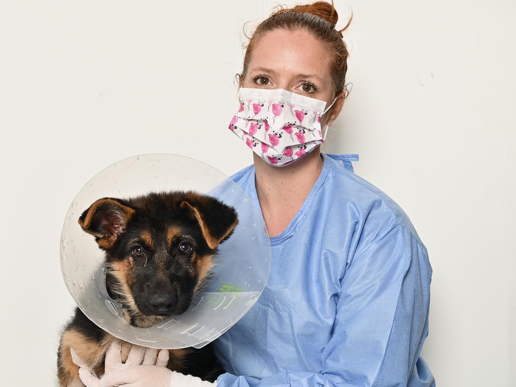 Holly Fyfe with Kaige, the 11-week-old parvovirus-infected german shepherd. Picture: Cordell Richardson