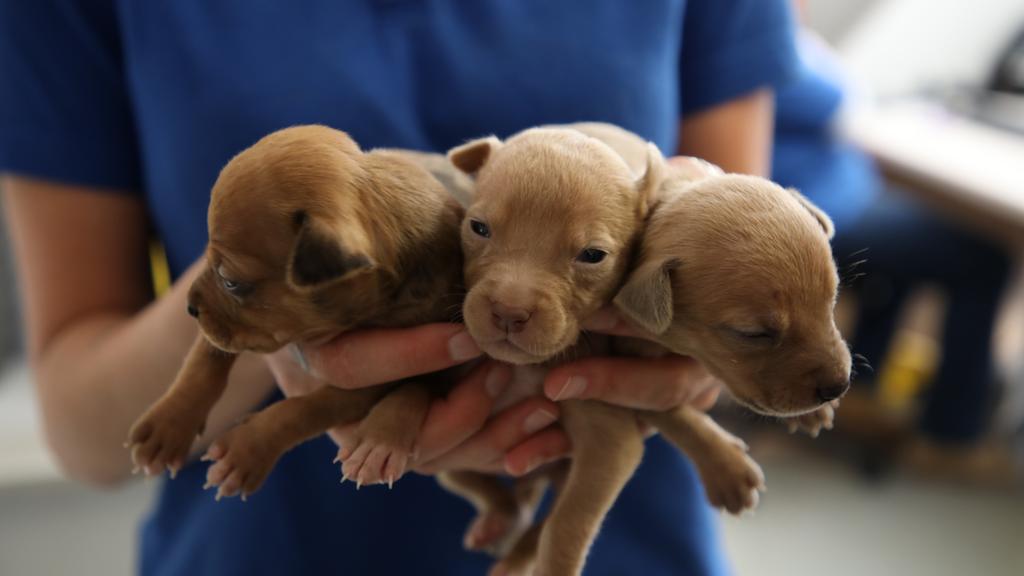 RSPCA rescue 18dayold puppies abandoned in Whyalla Adelaide Now