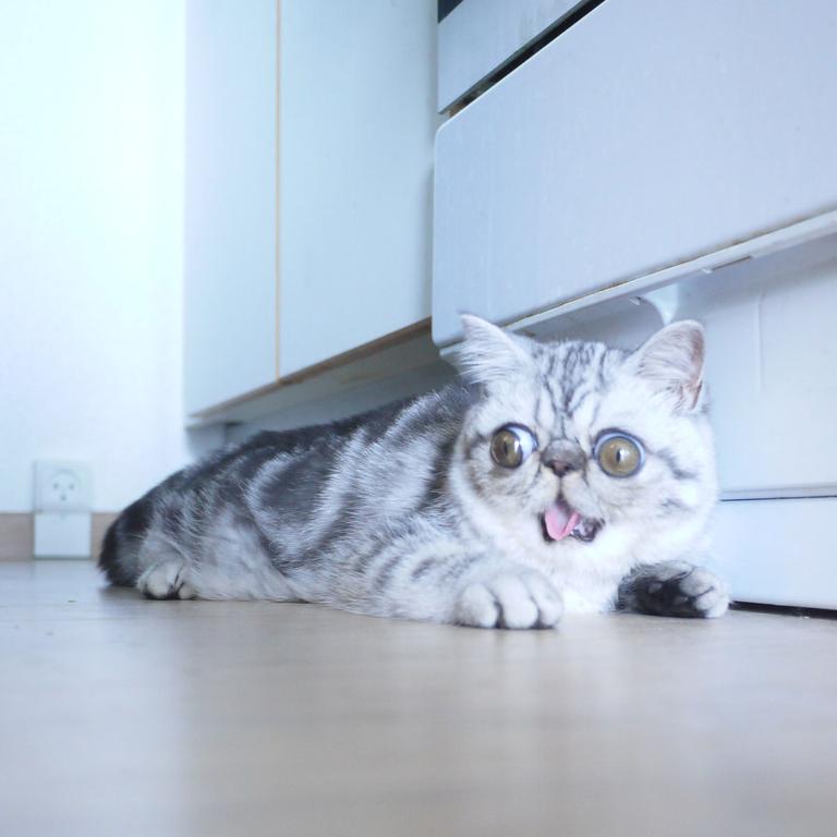 Herman, the exotic shorthair appears very surprised. Picture: Barcroft/Getty