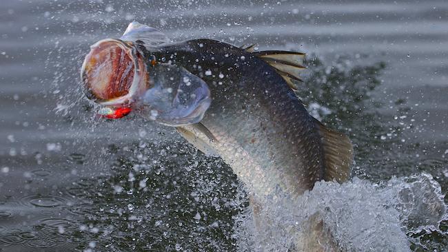 The head of AFANT has slammed the Northern Land Council’s announcement of changes to fishing access over large parts of the NT coastline. Picture: Marc McCormack