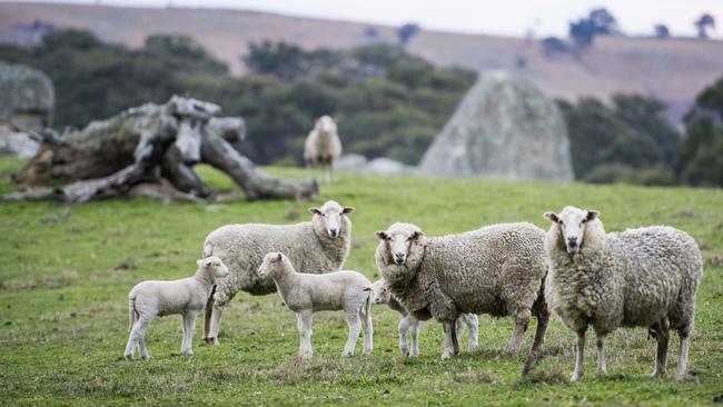 <s1>On the rise: Lamb prices continued to rise at major saleyards on Monday as processors struggle for supplies. </s1> <ld pattern=" "/> <source>Picture: ZOE PHILLIPS</source>