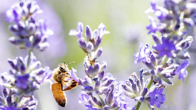 Essential Oils of Tasmania, a bee pollinates lavender at Margate. Picture: Chris Kidd