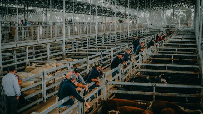 Action from the Mortlake store cattle sale, December 17, 2020. Picture: Madeleine Stuchbery