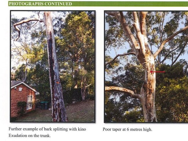 More pictures from the arborist report lodged to council. Picture: Supplied