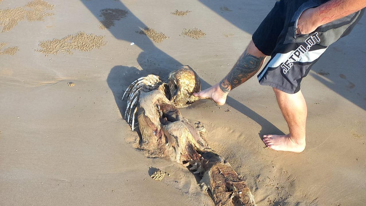 The creature was found on Long Beach in Keppel Sands. Photo: Bobbi-lee Oates