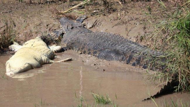 It’s not every day you spot a 5.5m saltie chomping down on a 4m croc Picture: Adelaide River Tours