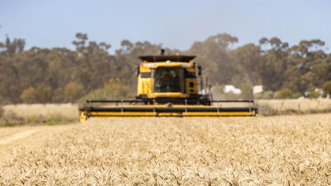 Harvesting the 2024 crop at Neilborough. Picture: Zoe Phillips