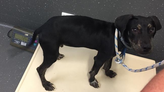 Great Dane cross Munster put on weight after RSPCA seized him from owners Matthew Thomas Wellington and Theresa Louise Delaney.