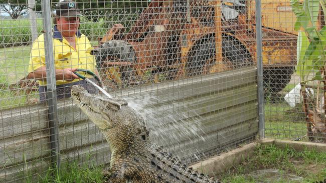 John Casey has been granted a lifetime permit for his backyard croc Charlene. Picture: Peter Carruthers