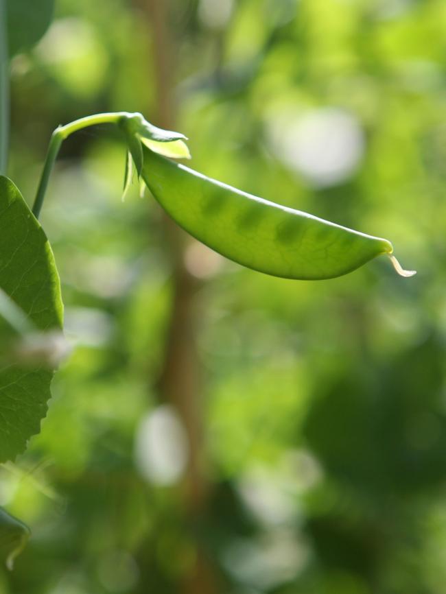 Climbing snow pea.