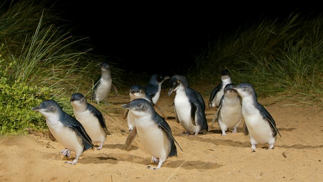 The penguins at Phillip Island. Picture: Visit Victoria