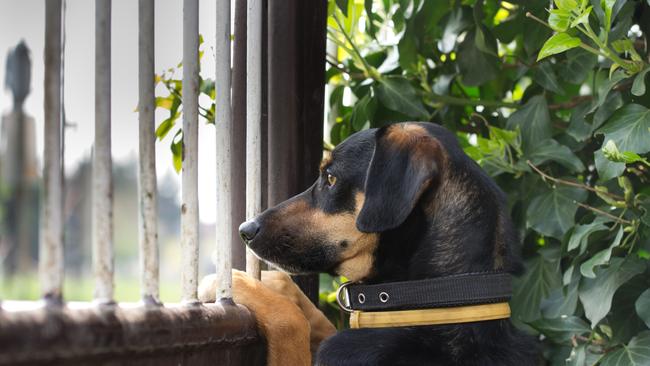 Neighbours are picking up the phone to complain to council as increasingly dogs are left home alone during the day. Pic: istock