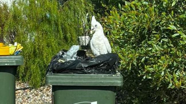 Corellas have been on a bin raid across Palmerston. Picture: Harry Brill.