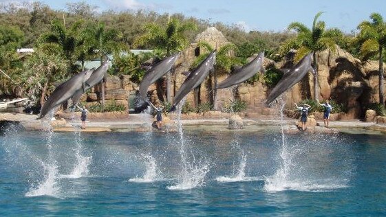 Dolphins performing tricks at Sea World on the Gold Coast. 