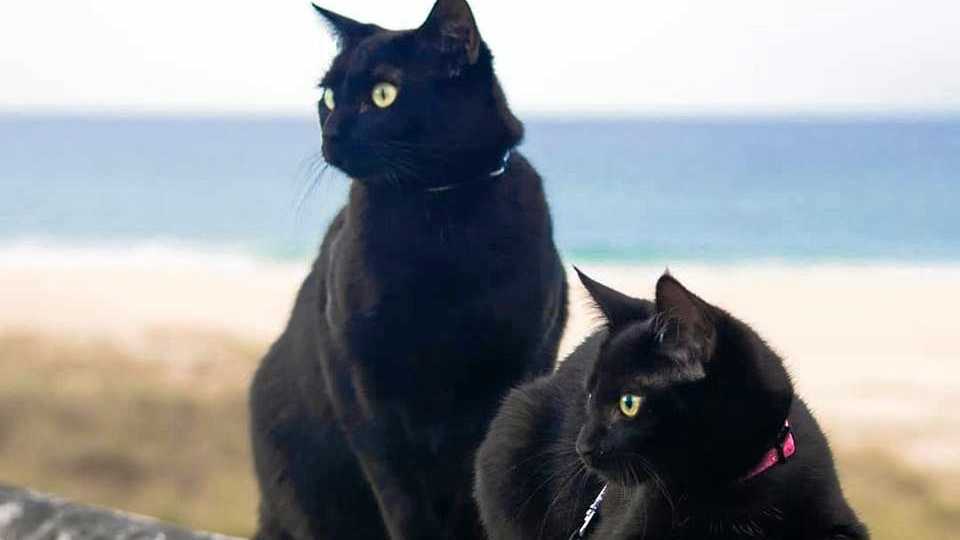 PURR-FECT SWIMMING FRIENDS: Nathan and her new friend Winnie.