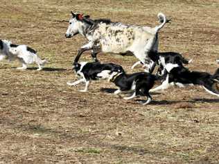 The dogs attempt to round up the renegade calf. Picture: Susanna Freymark