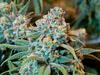 ‘Clearly a commercial operation’: Man caught with hemp haul