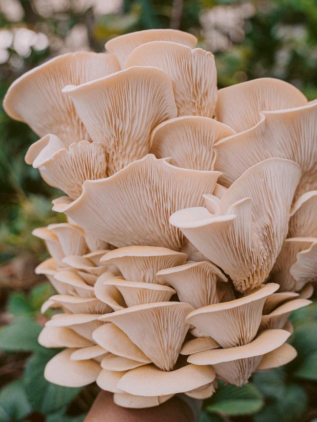 Oyster mushrooms