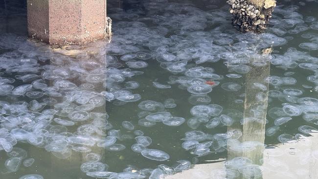 Moon Jellyfish blooming at Hobart's waterfront on January 23, 2025. Picture: Lisa Gershwin