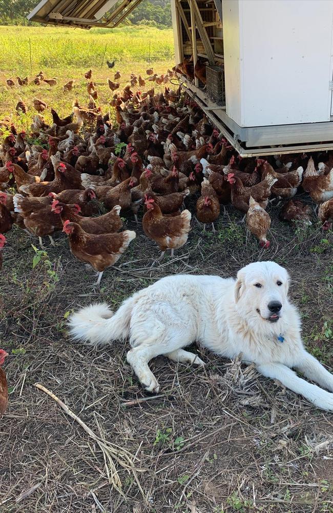 Mount Jukes Family Farm’s resident mother Maremma, Rose. Photo: Contributed