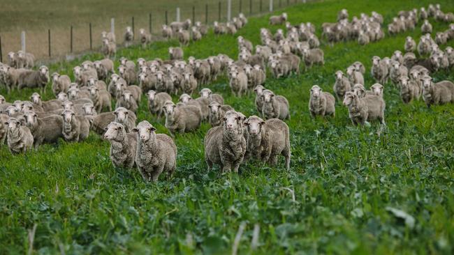 Sheep graze in the summer crop that was given a boost by the recent rain.