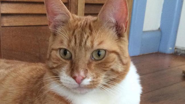 Belmont cat, Gingernuts. Picture: Supplied