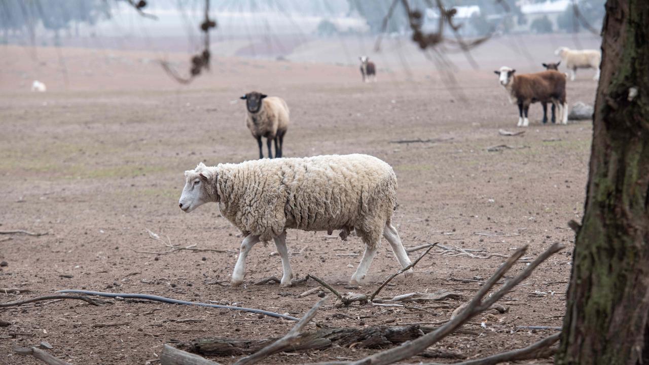 Desperate hopes for rain as farmers share how the drought is taking a toll
