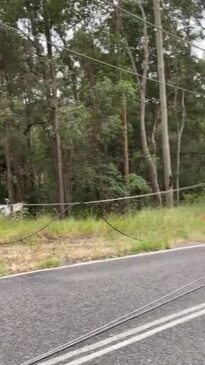 Tamborine Mountain fatal car crash