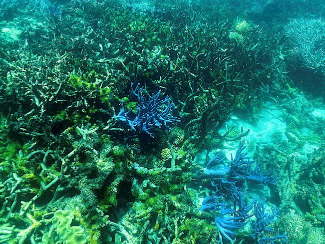 Despite warnings, Australia's efforts to save the Great Barrier Reef still fall short of protecting the world's largest coral reef system from pollution and climate change, experts said. Picture: AFP.