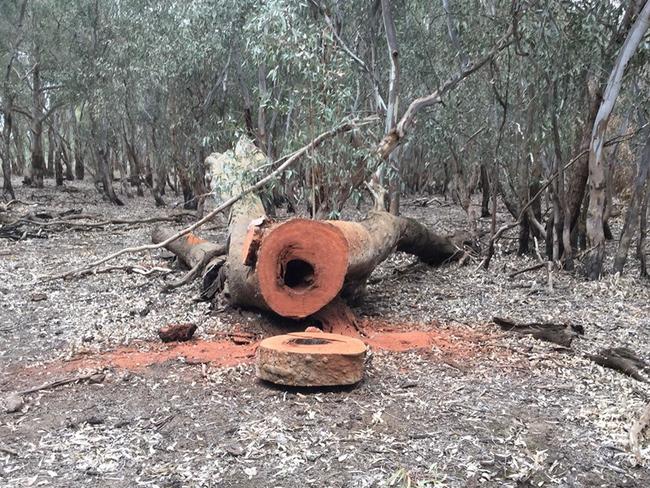 Parks Victoria is urging people not to cut down hollow trees in the state’s parks and reserves.