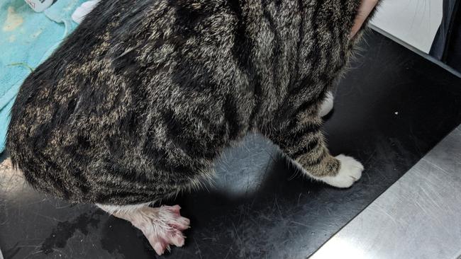 Someone cruelly left the cat defenceless when they dumped it in Wally Tew Reserve.