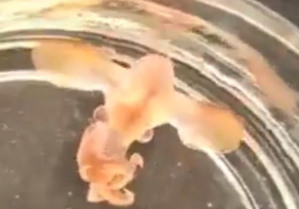 Baby Dumbo Octopus Caught on Camera for the First Time