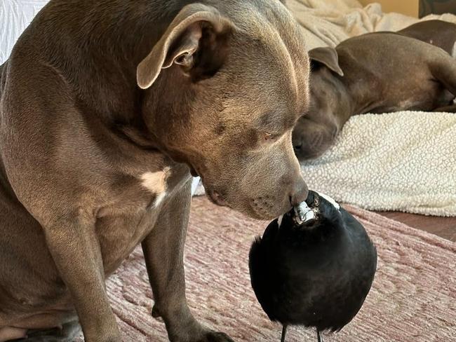 An image from the Peggy and Molly the Magpie page. Picture: Facebook / Peggy and Molly.