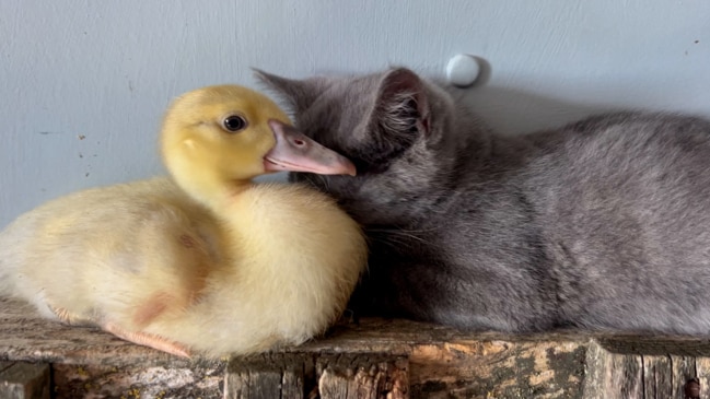 Orphaned Kittens Strike Up Adorable Friendship With Abandoned Duckling