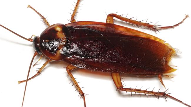 Close up of a cockroach on white background.