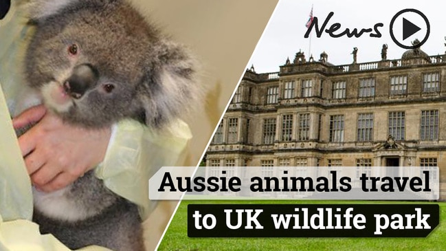 Thousands back petition to introduce koalas to New Zealand to stop them  from going extinct, London Evening Standard