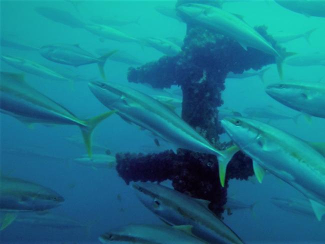 The government is calling for expressions of interest for a new reef off the NSW coast somewhere.