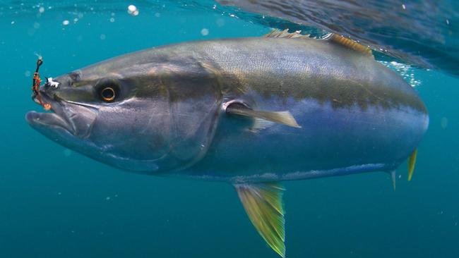 Al McGlashan reveals how yellowtail kingfish have become angling’s ...