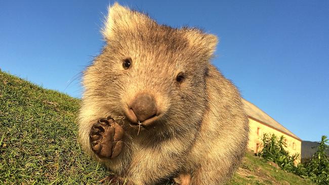 Friendly wombat at Maria Island greets rangers conducting maintenance and upgrade works. Picture: DARRACH DONALD, PWS.