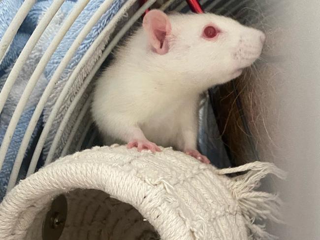 One of the rats rehomed in Brisbane by the Liberty Foundation Australia after it was “retired” from an unidentified research institution from another state. Picture: Liberty Foundation Australia